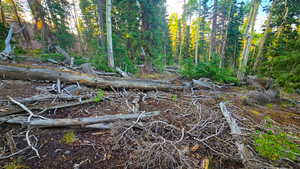 View of local wilderness