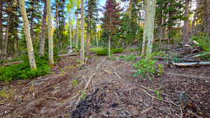 View of undeveloped land