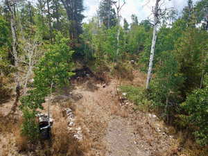 View of local wilderness