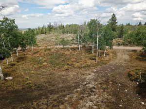 View of local wilderness