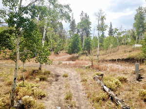 View of local wilderness