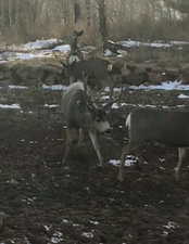 Nice buck on property