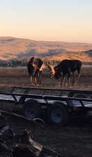 Bull moose on property