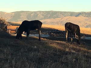 Bull moose on property