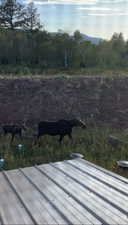 Cow and calf moose on property