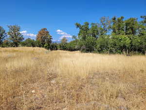 View of local wilderness