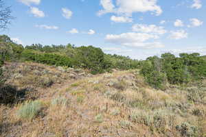 View of tree filled area