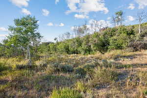 View of local wilderness