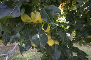 Pear tree