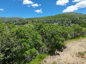 View to the north east (these trees are on the lot)