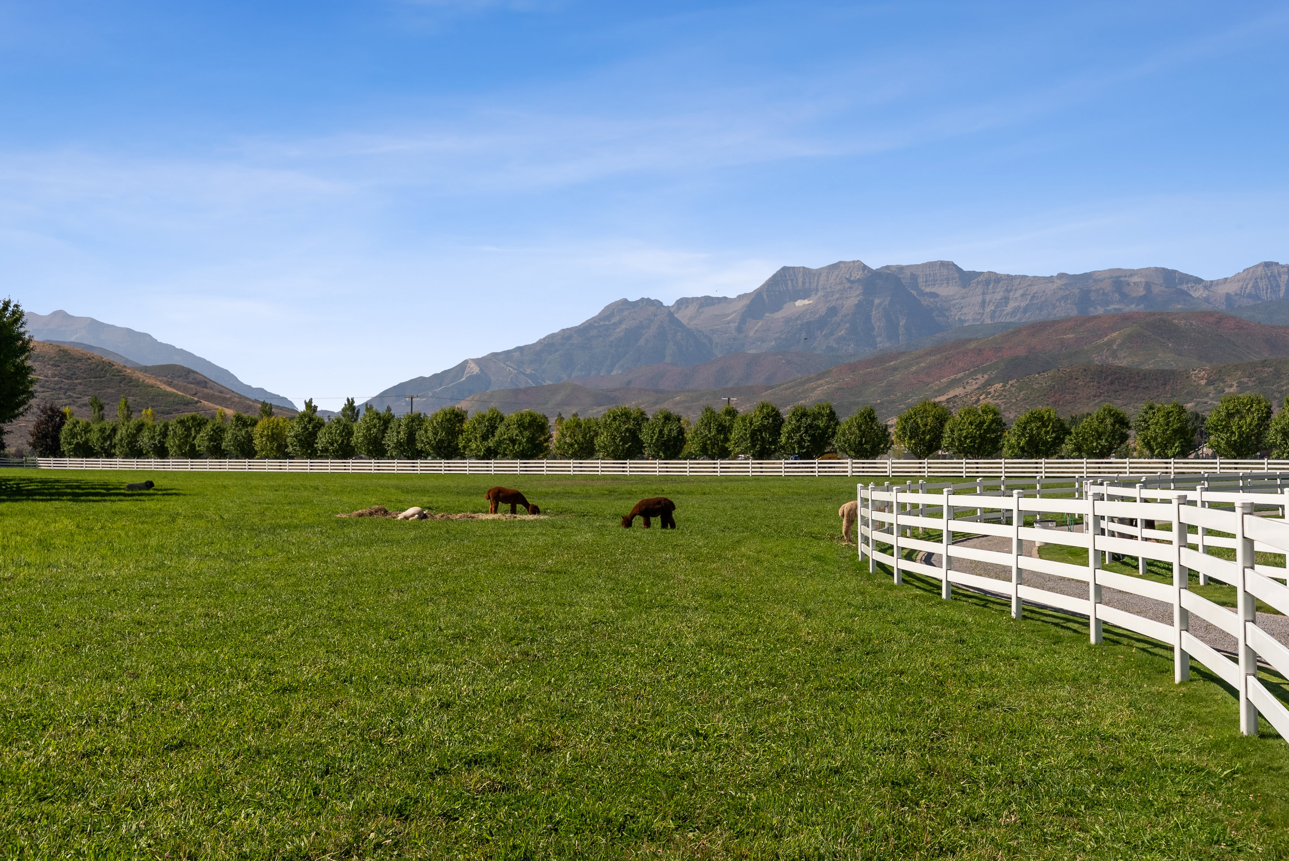 Expansive green acreage featuring a long white fence line, mature trees, and mountainous terrain in the background