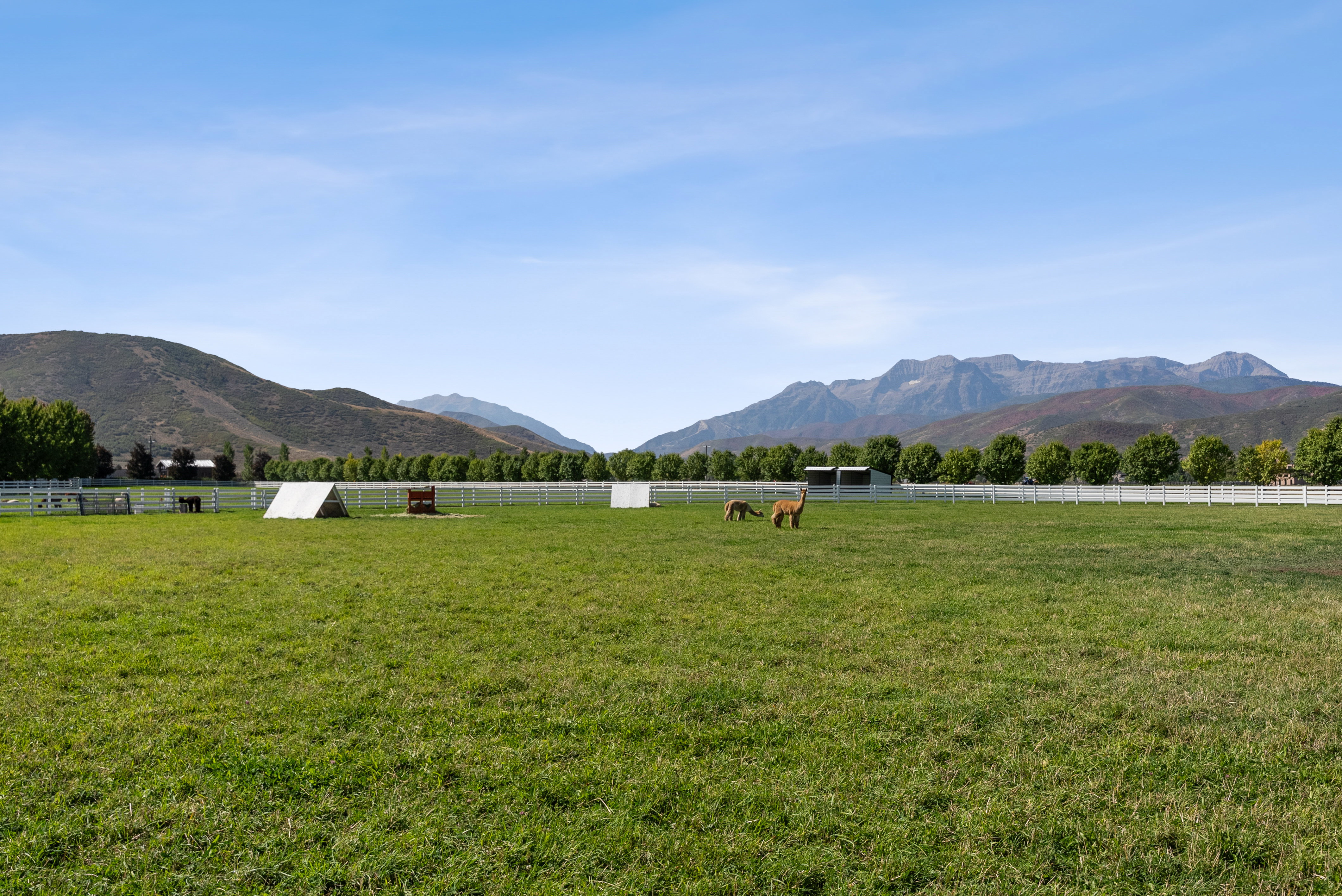 Expansive green pasture with a white picket fence perimeter