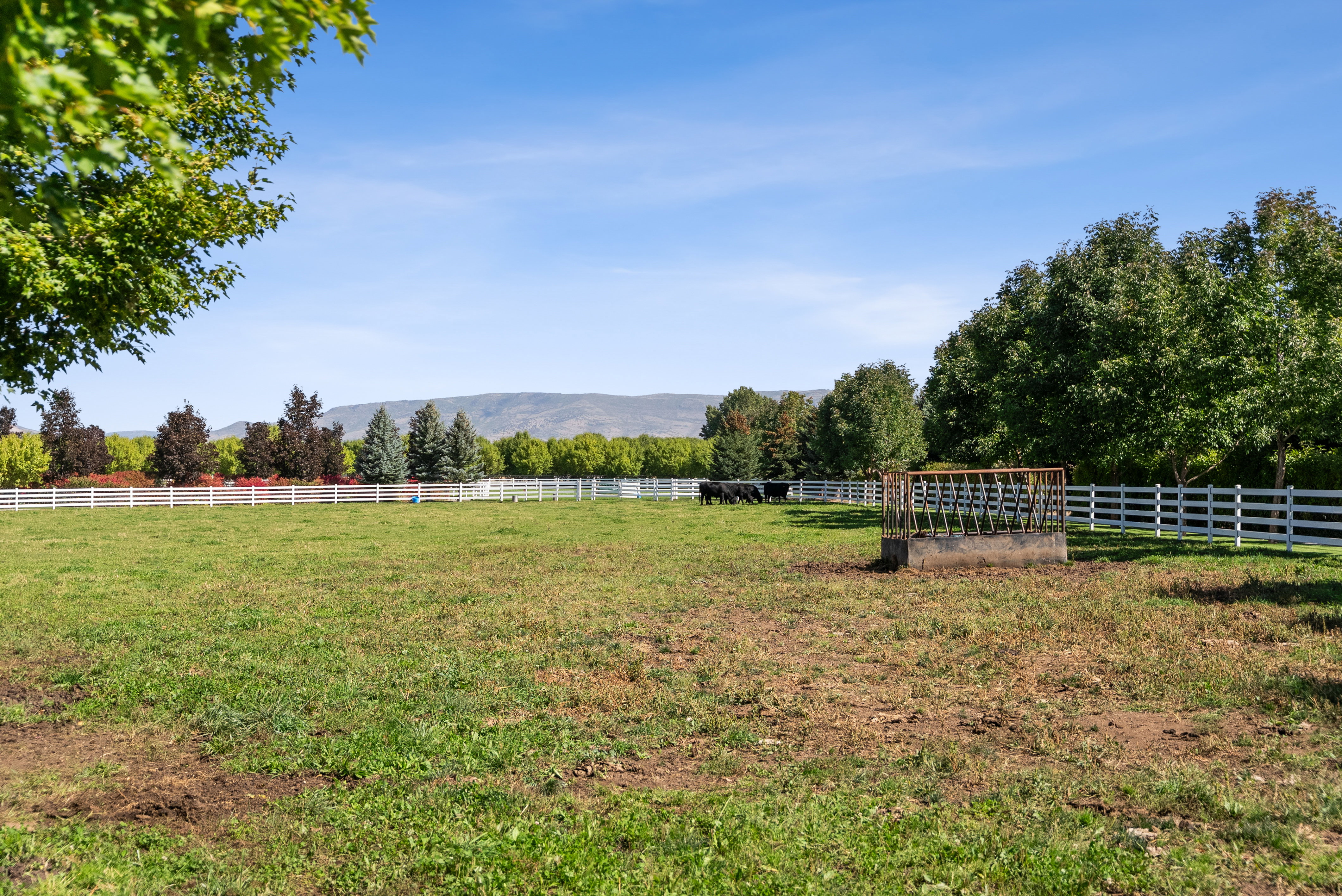 Expansive green pasture framed by a white rail fence, mature trees, and distant mountains