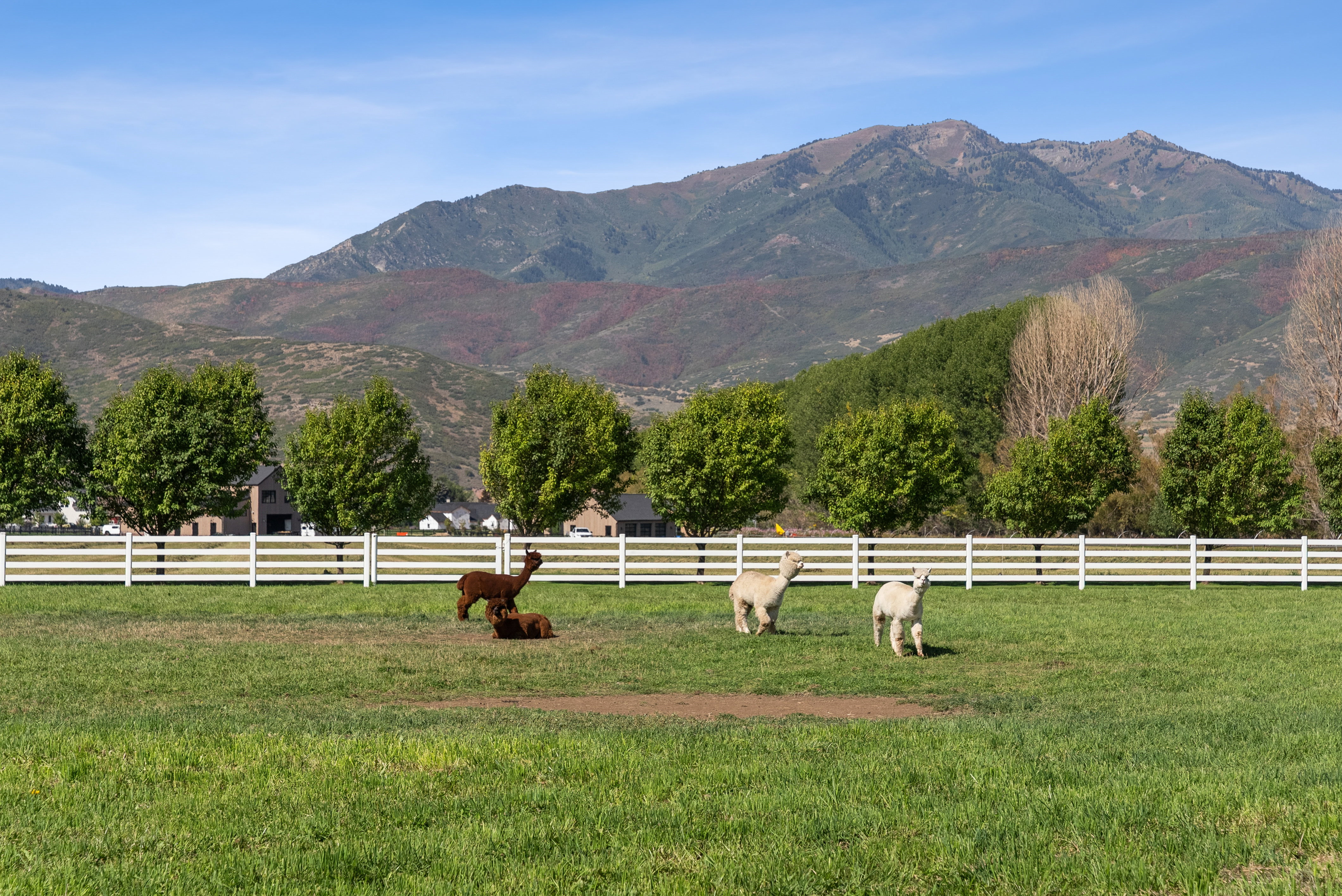 Expansive green pasture framed by a white post-and-rail fence