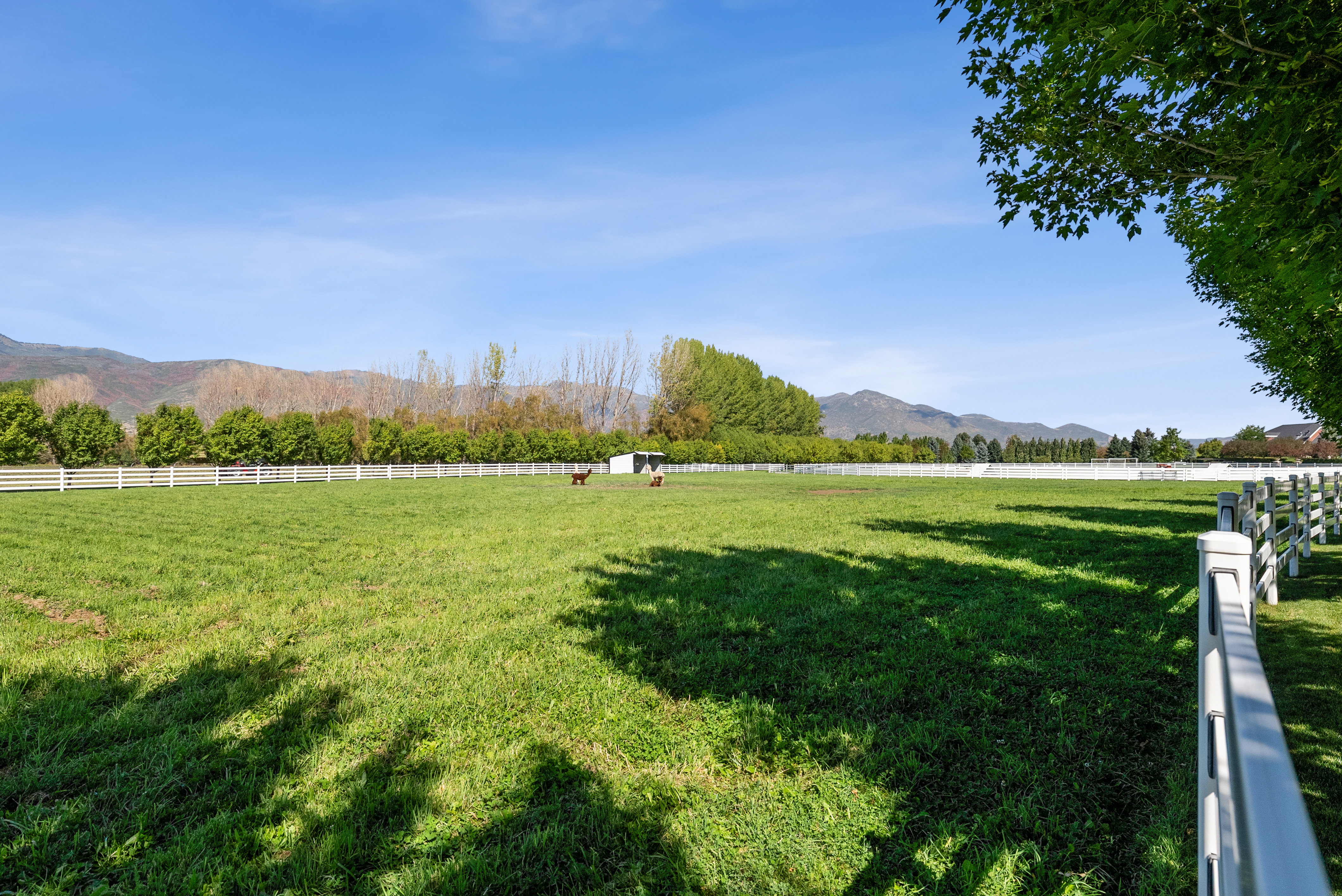 Expansive green pastures framed by white fencing and mature perimeter trees