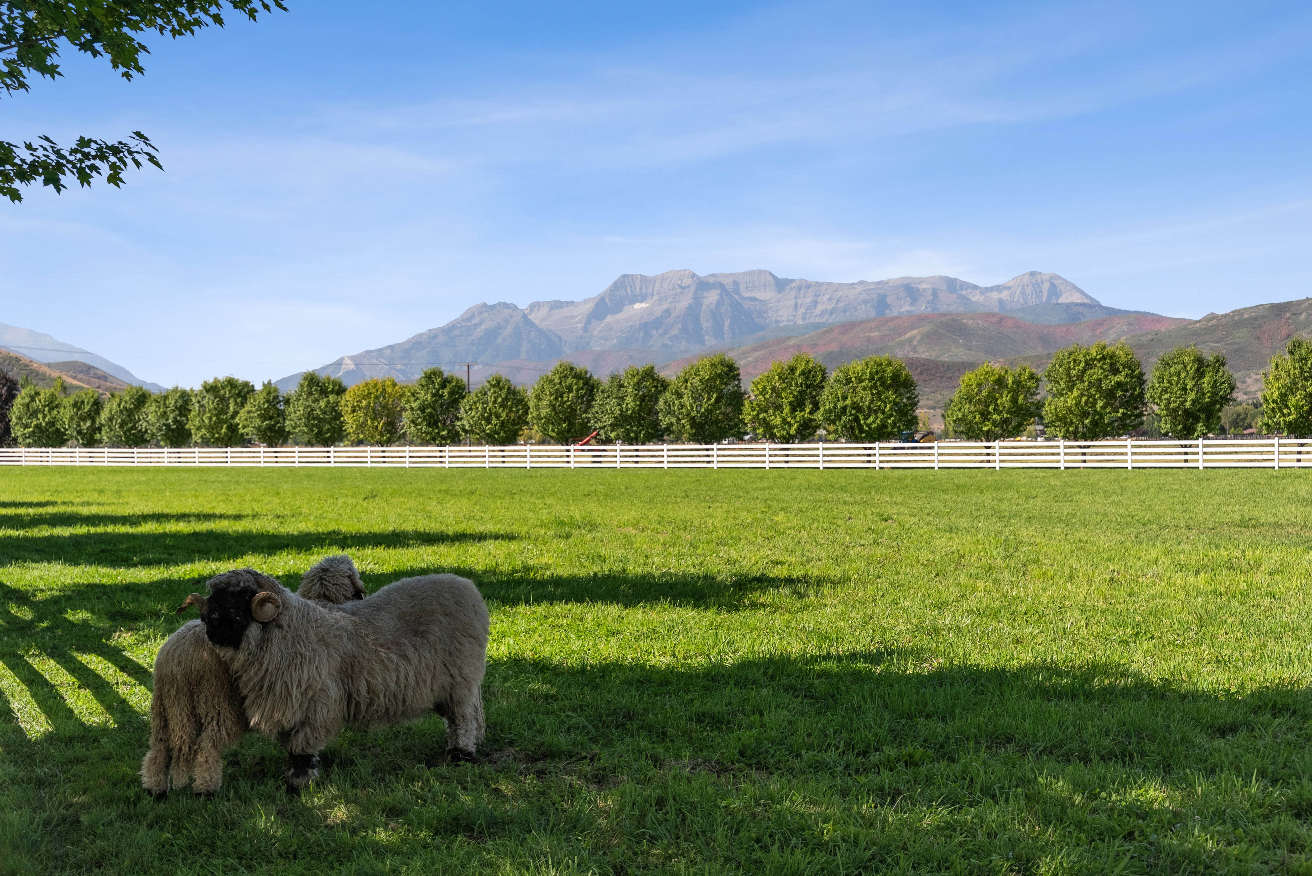 Expansive green pasture framed by a white rail fence