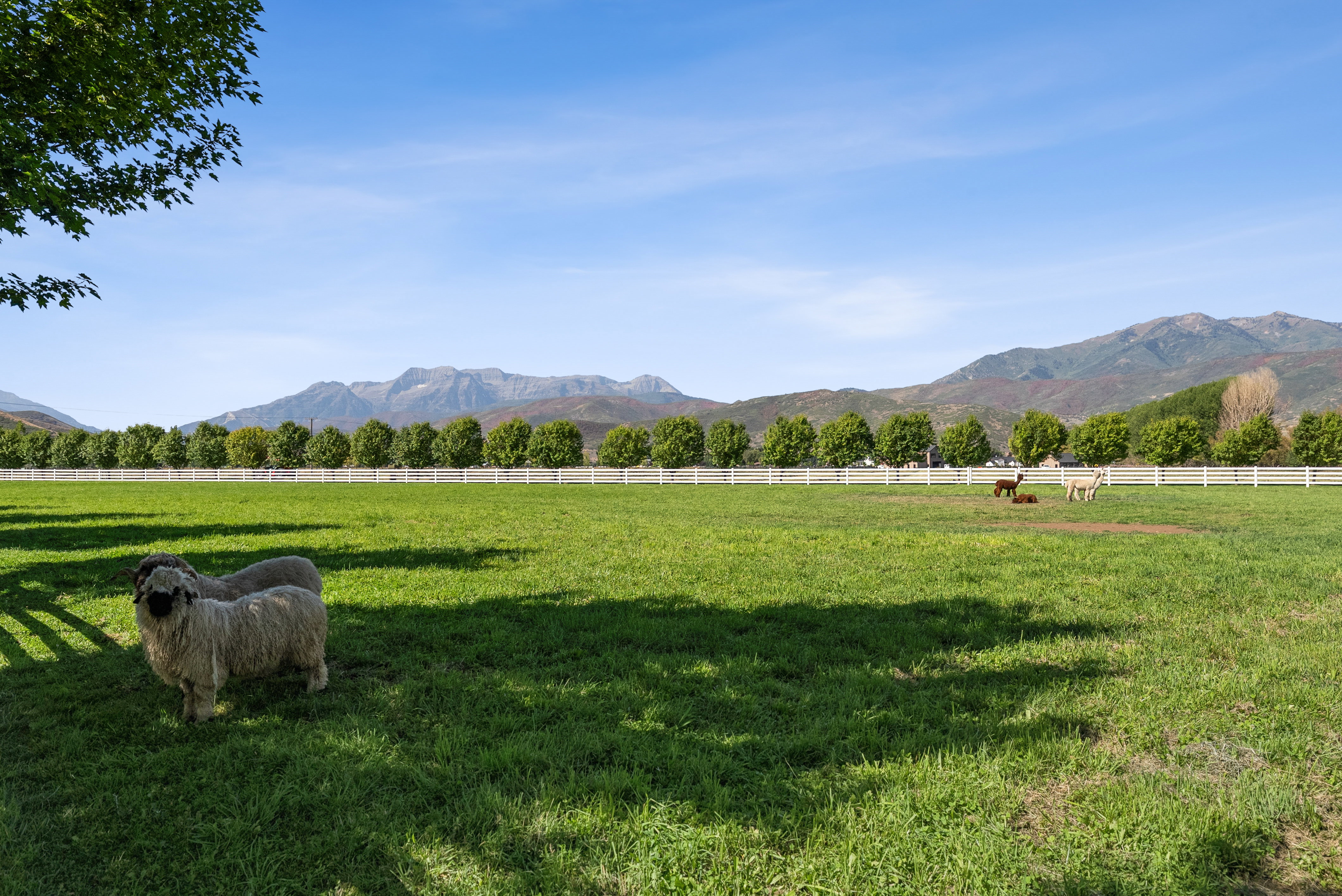 Expansive green field featuring a white post-and-rail fence