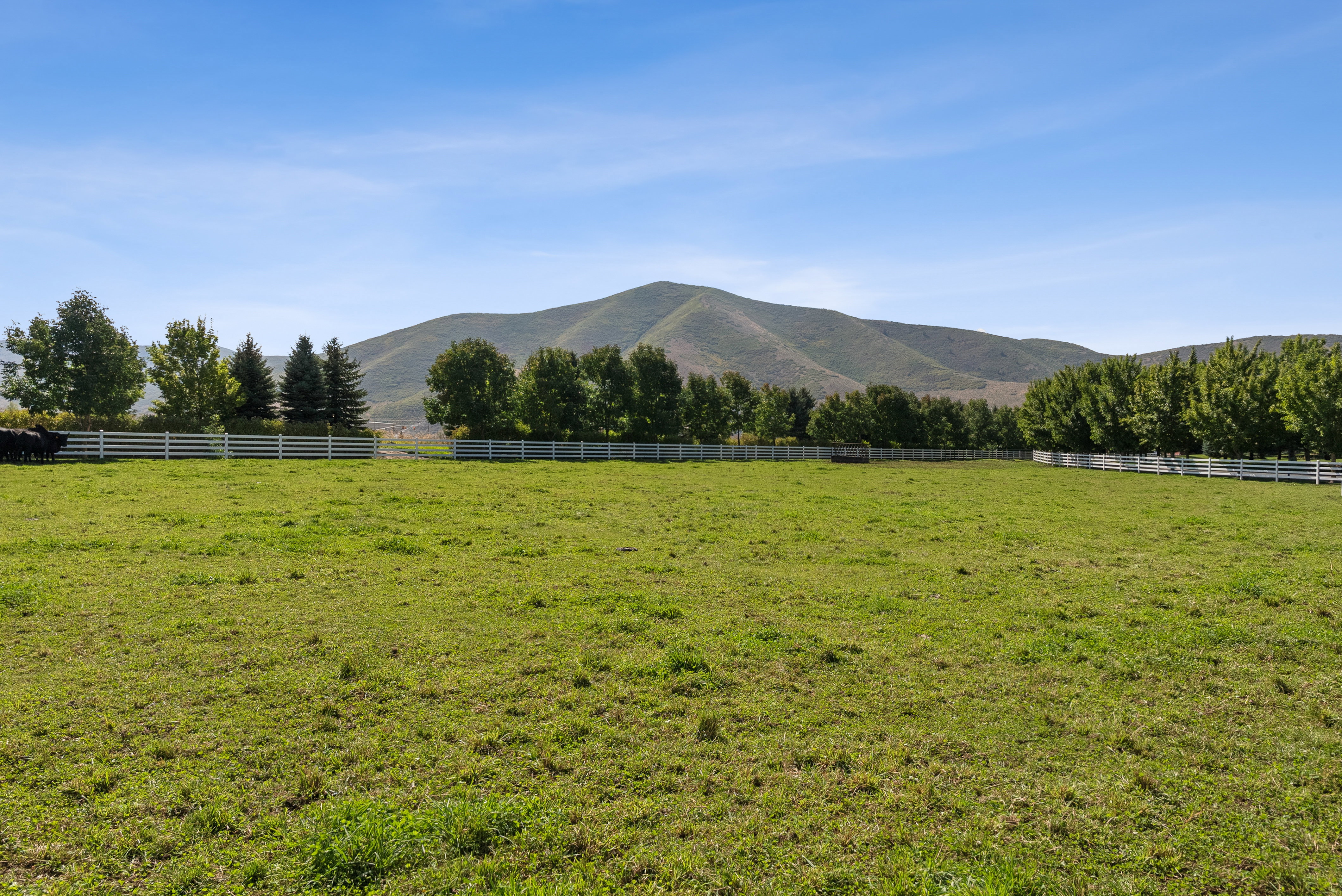 Expansive green pasture framed by white fencing and mature trees, set against a mountainous backdrop