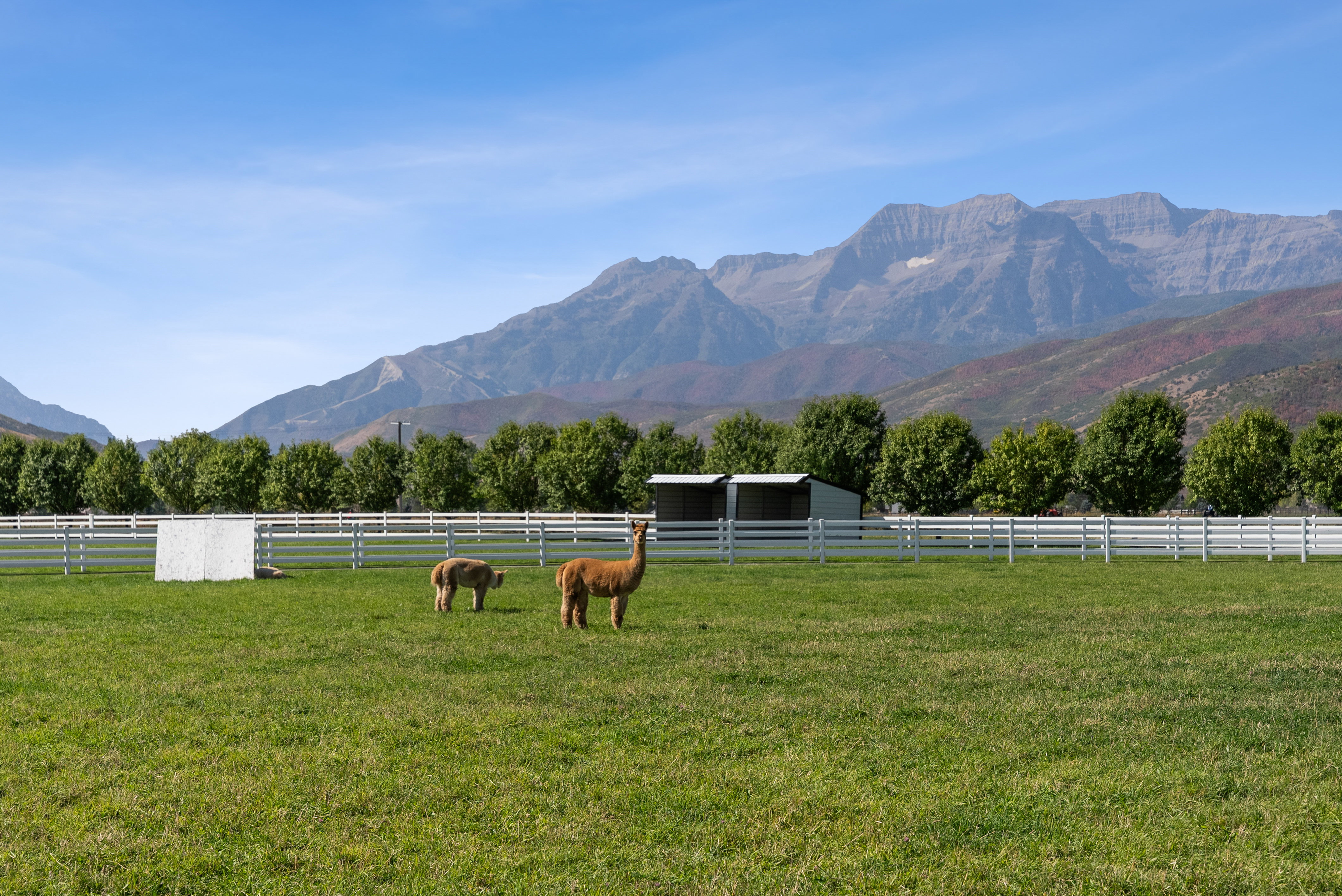 Expansive green pasture enclosed by a white four-rail fence, featuring two animal shelters
