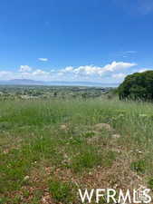 View of local wilderness