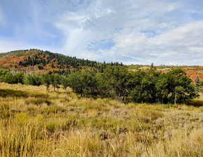 View of tree filled area featuring a rural view