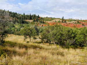 View of tree filled area