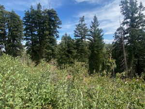 View of wooded area