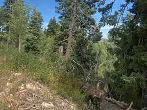 View of tree filled area