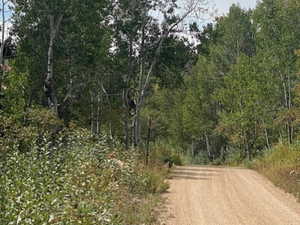 View of dirt / gravel road with a view of trees