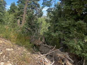 View of tree filled area