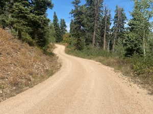 View of dirt / gravel road with a wooded view