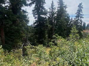 View of tree filled area