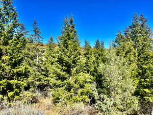 View of tree filled area