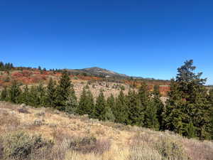 Mountain view featuring a forest