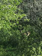 View of local wilderness