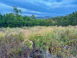 Mountain view with a forest