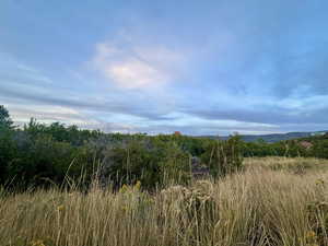 View of local wilderness
