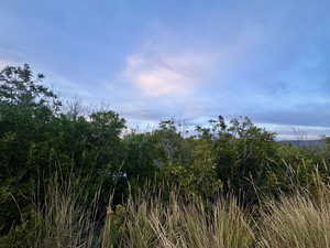 View of local wilderness