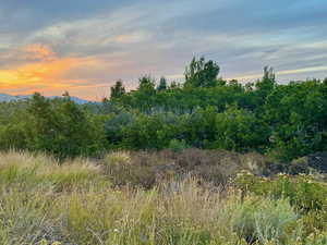 View of local wilderness