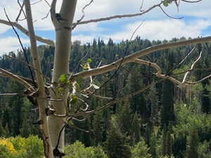 View of property's community with a water view and a forest view