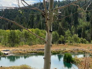 Mountain view with a forest and a nearby body of water