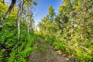 View of tree filled area