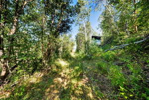 View of wooded area