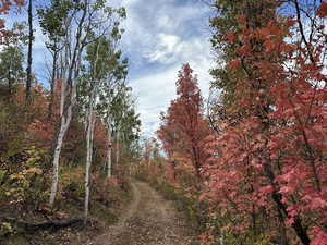 View of dirt / gravel road with a forest view