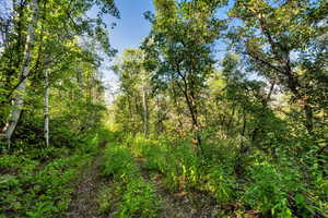 View of tree filled area