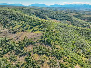 Aerial view of a forest and a mountain backdrop
