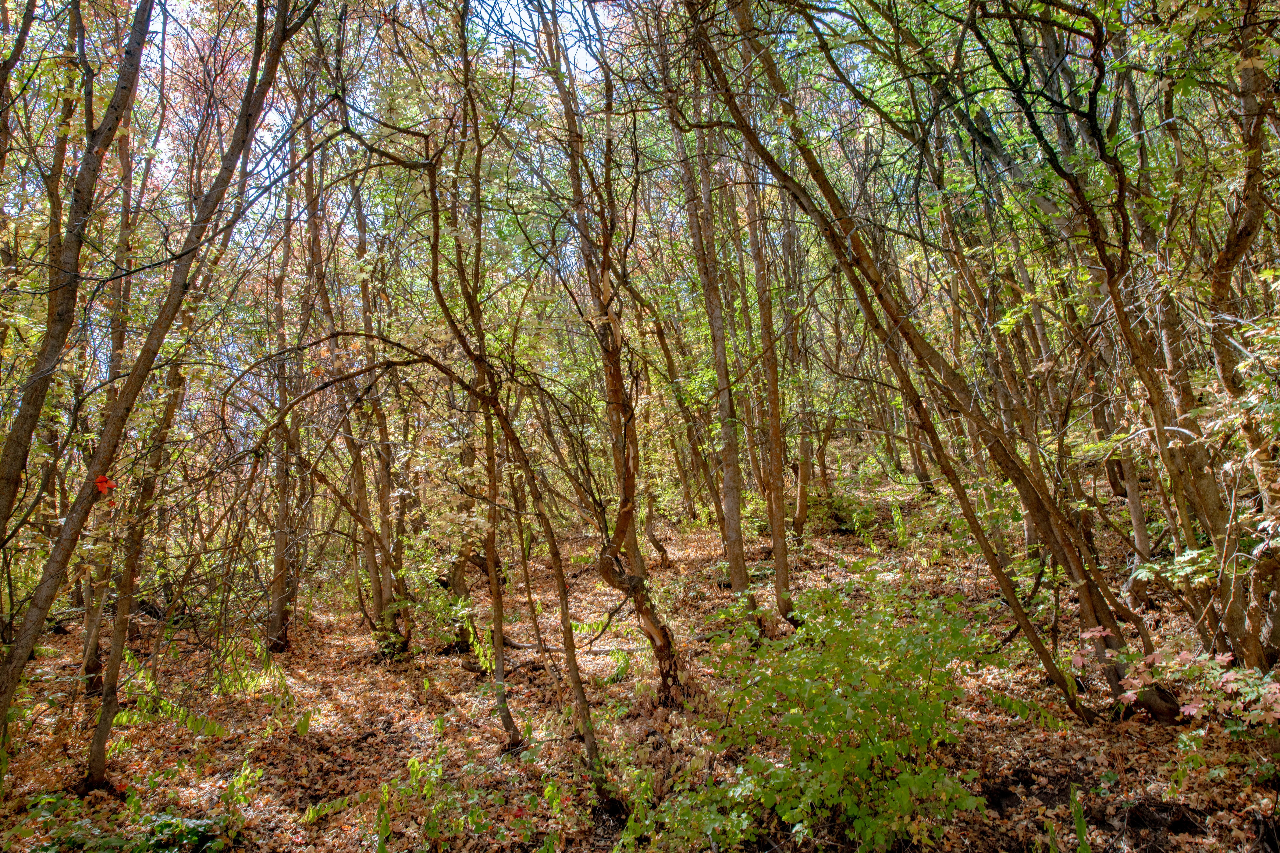View of woods