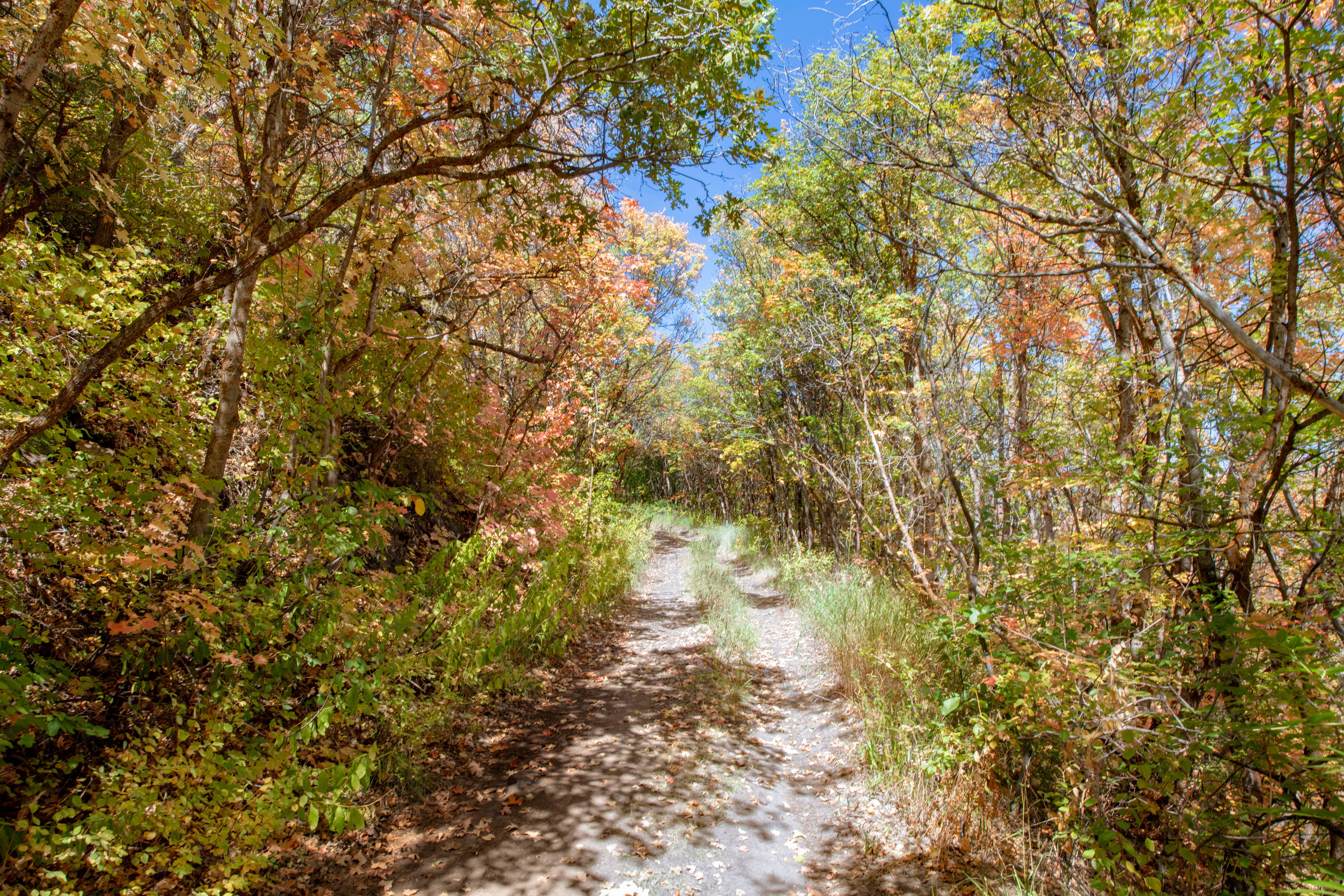 View of road featuring a wooded view