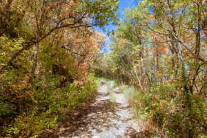 View of road featuring a wooded view