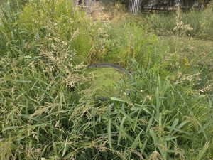 View of local wilderness